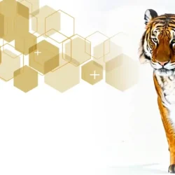 Tiger Aesthetics Tiger Background
